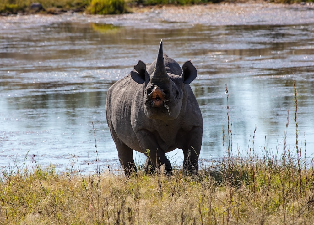 black triceratops near river