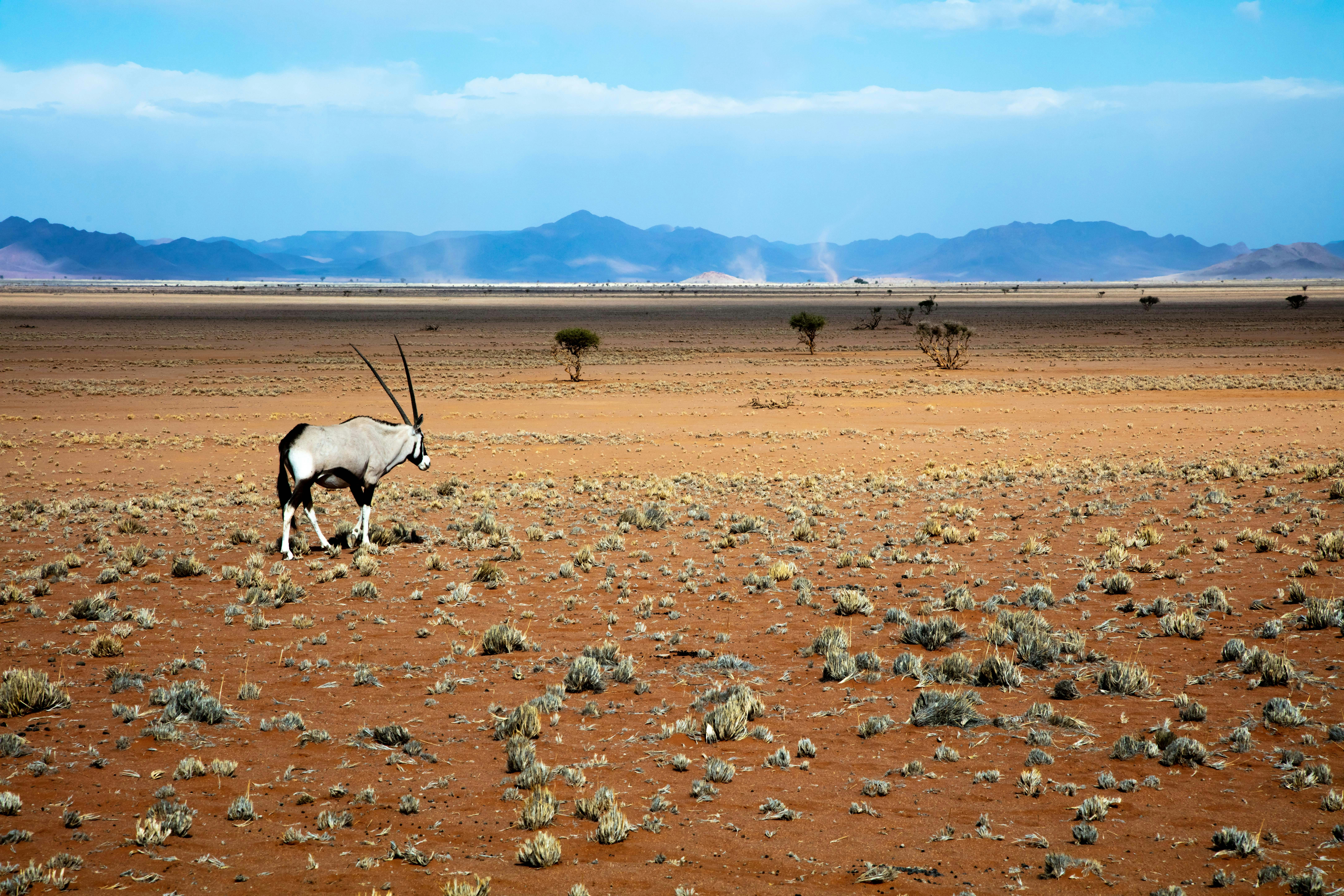 gray gemsbok on open brown field