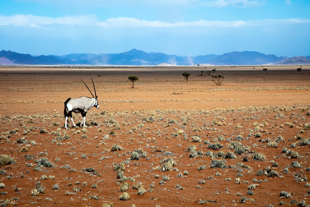 gray gemsbok on open brown field