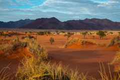 trees and mountains under blue sky