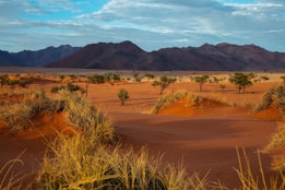 trees and mountains under blue sky