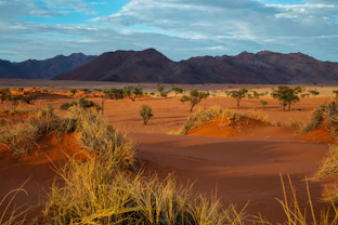 trees and mountains under blue sky