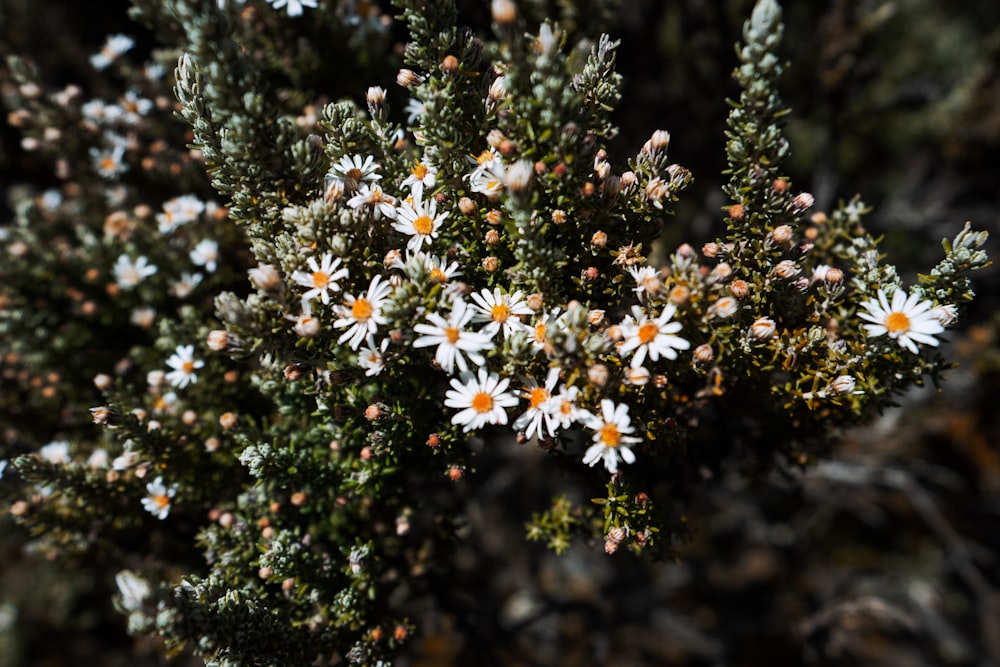 fotografia de foco seletivo de flores brancas de margarida