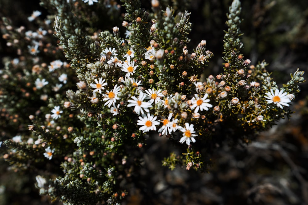 selective focus photography of white daisy flowers