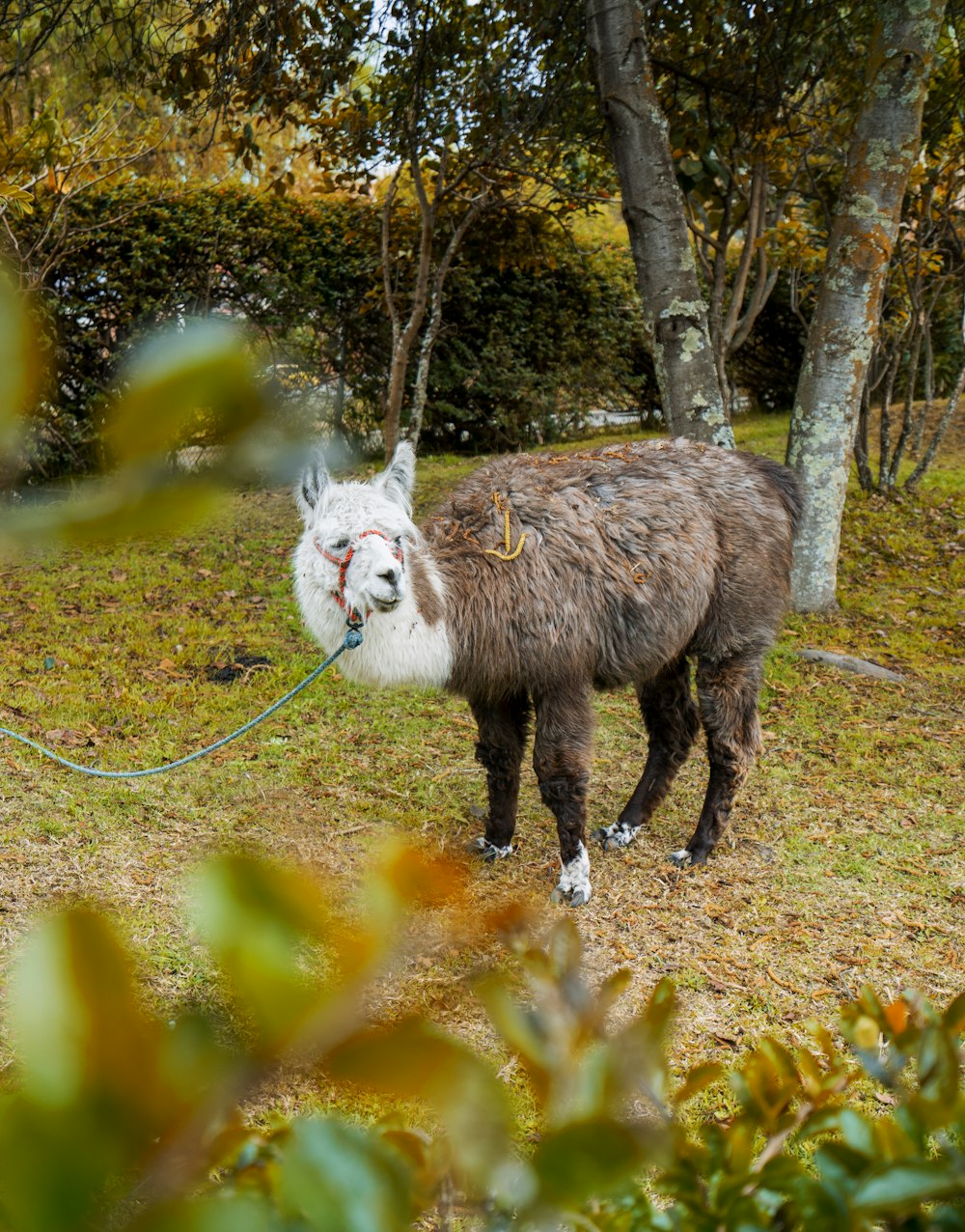 alpaca on grass