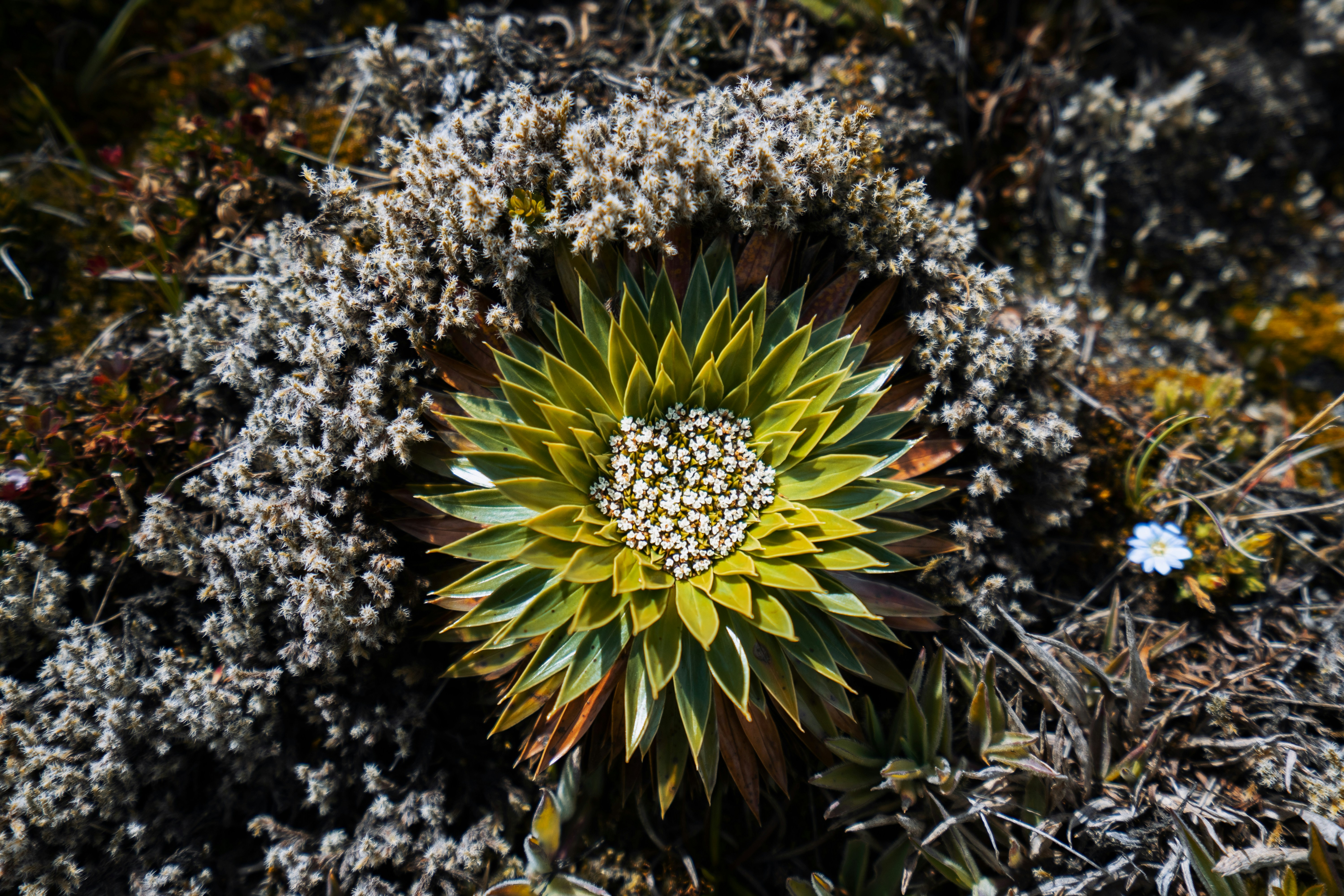 green-leafed plant