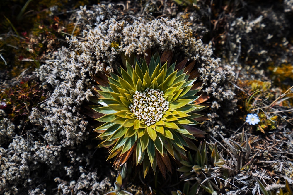 green-leafed plant