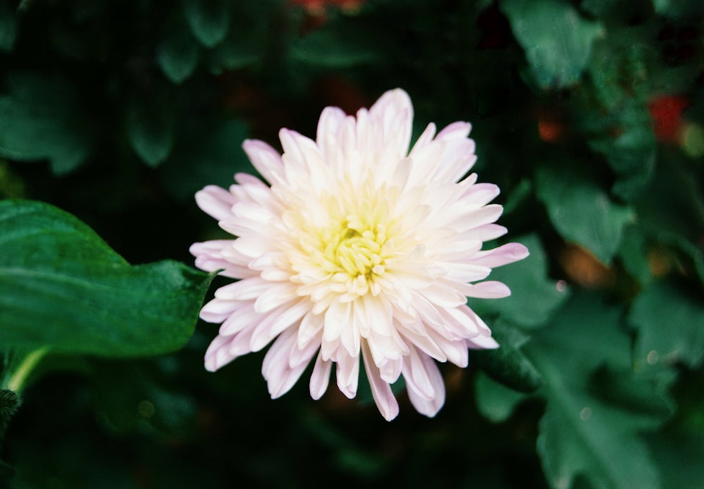 white-petaled flower