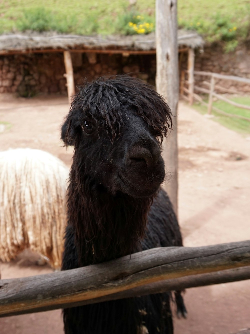 black and white lama leaning on wood during daytime