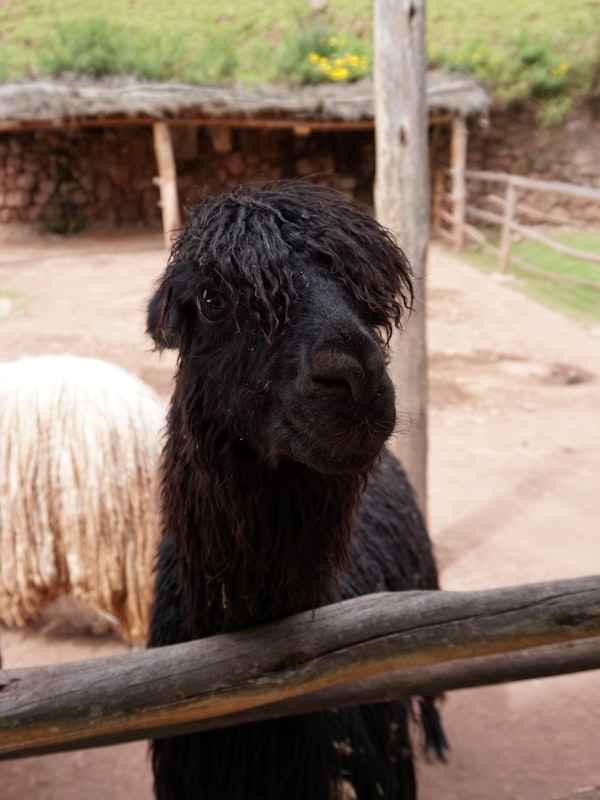 Black and white llama leaning on wood