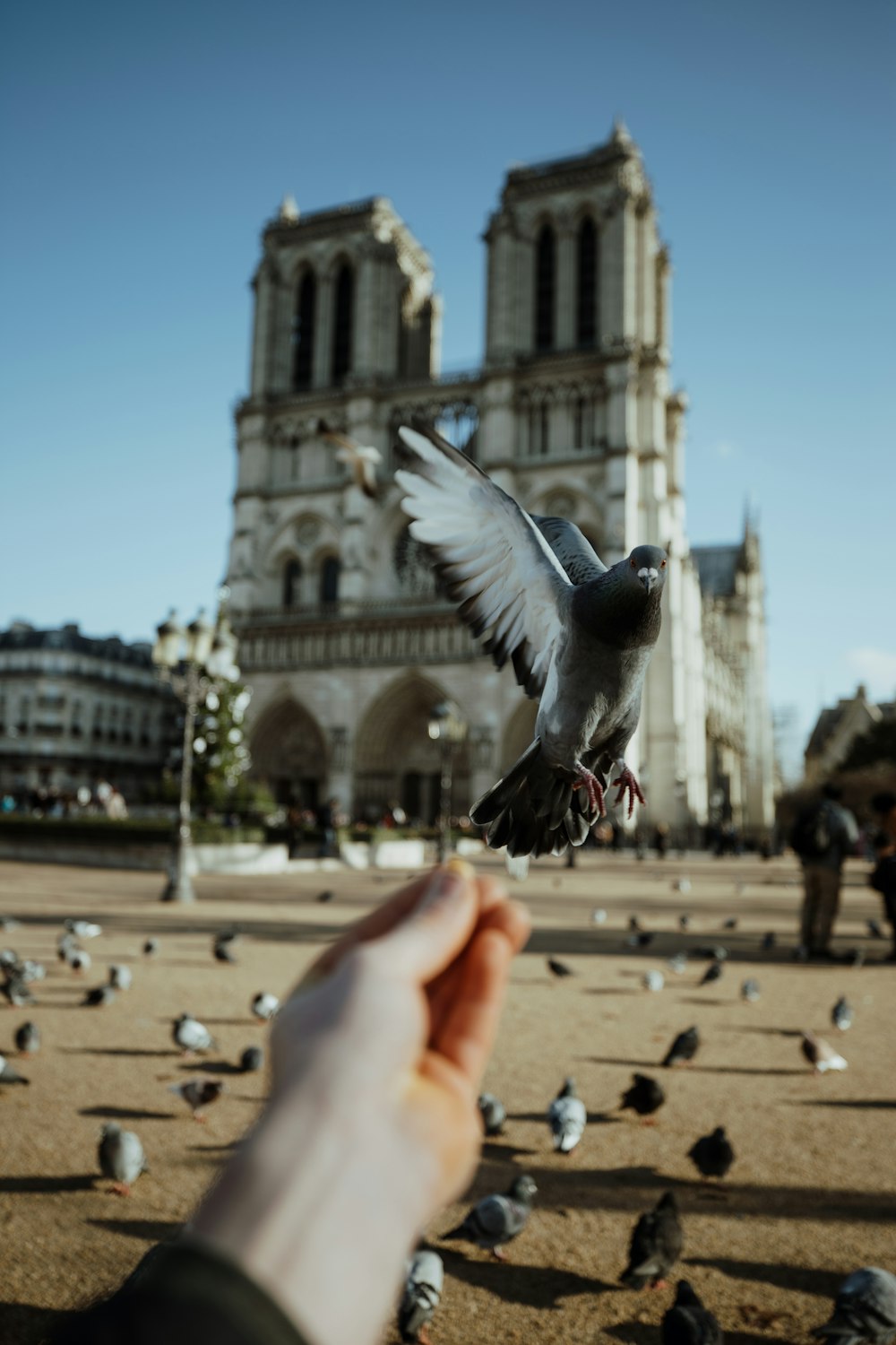 shallow focus of gray pigeon