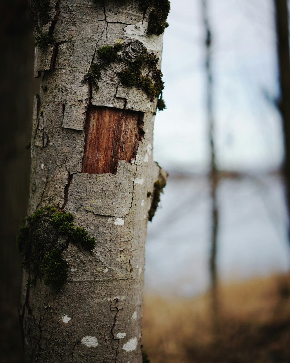 tree near trees during day