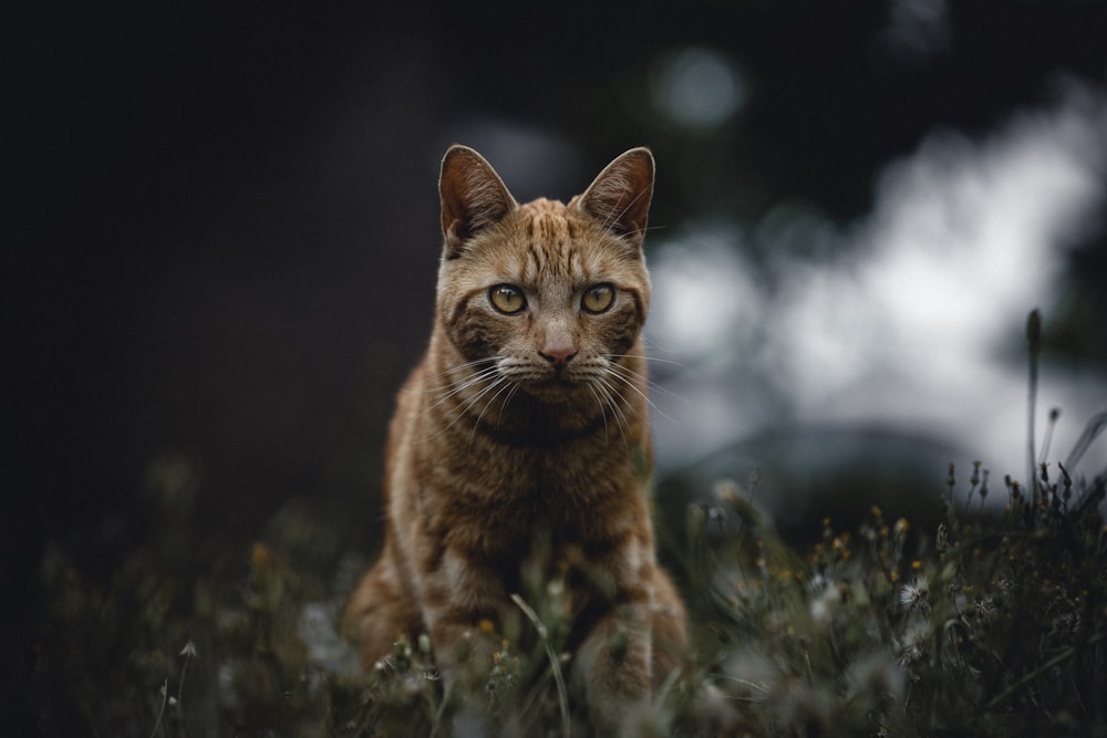 orange tabby cat