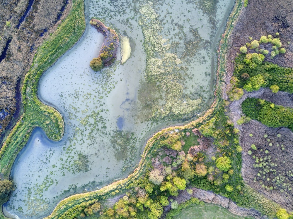 aerial photography of forest at daytime