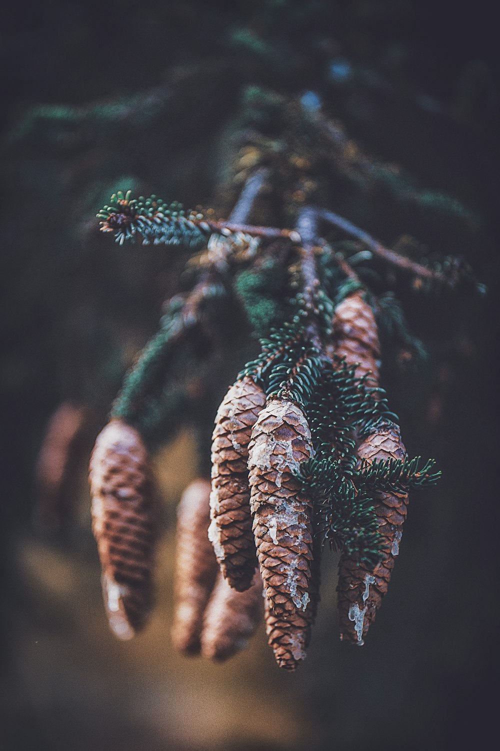 brown fruits