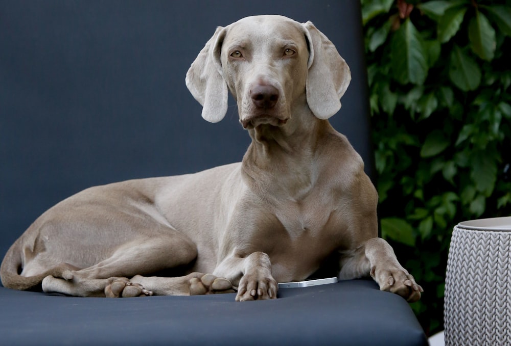 brown dog sitting on sofa