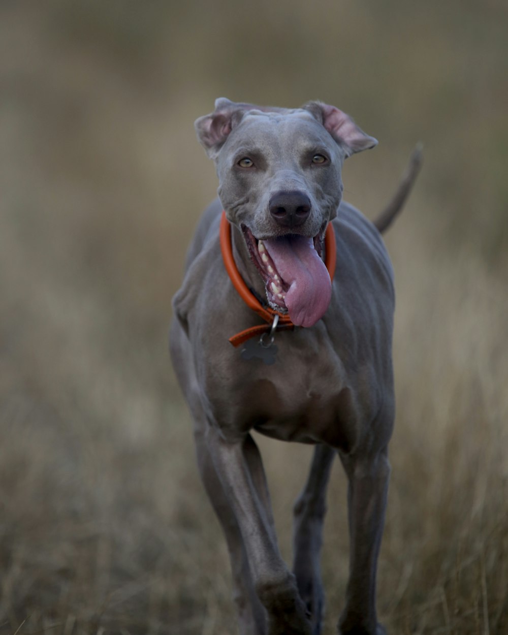 brown dog in selective focus photography