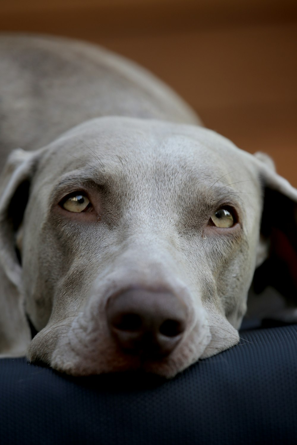 short-coated gray dog lying on black textile