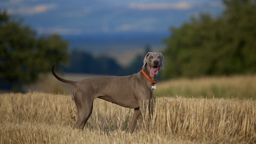 blue dog in field