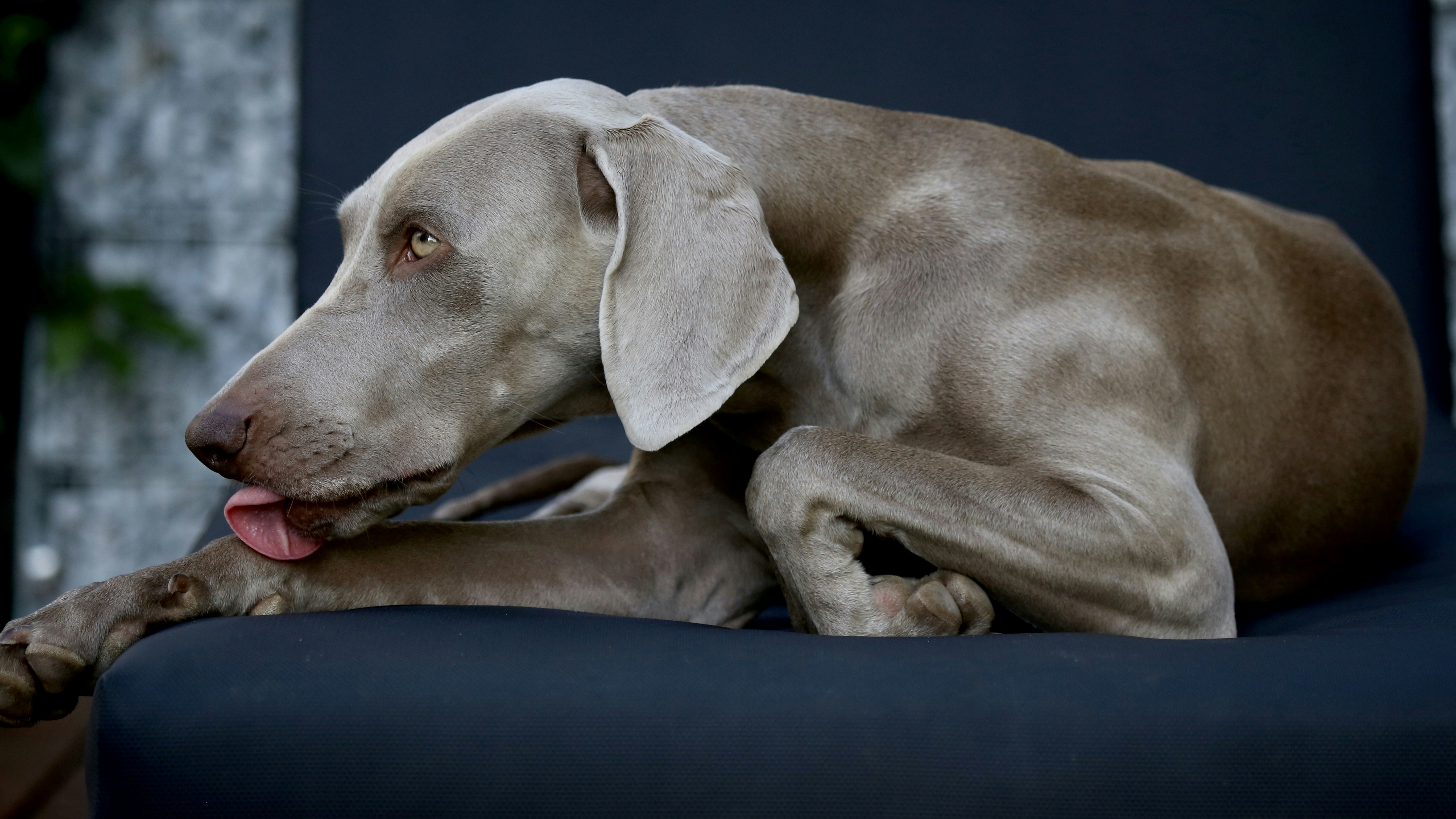 Greyhound: The Couch Potato Athlete (image credits: unsplash)