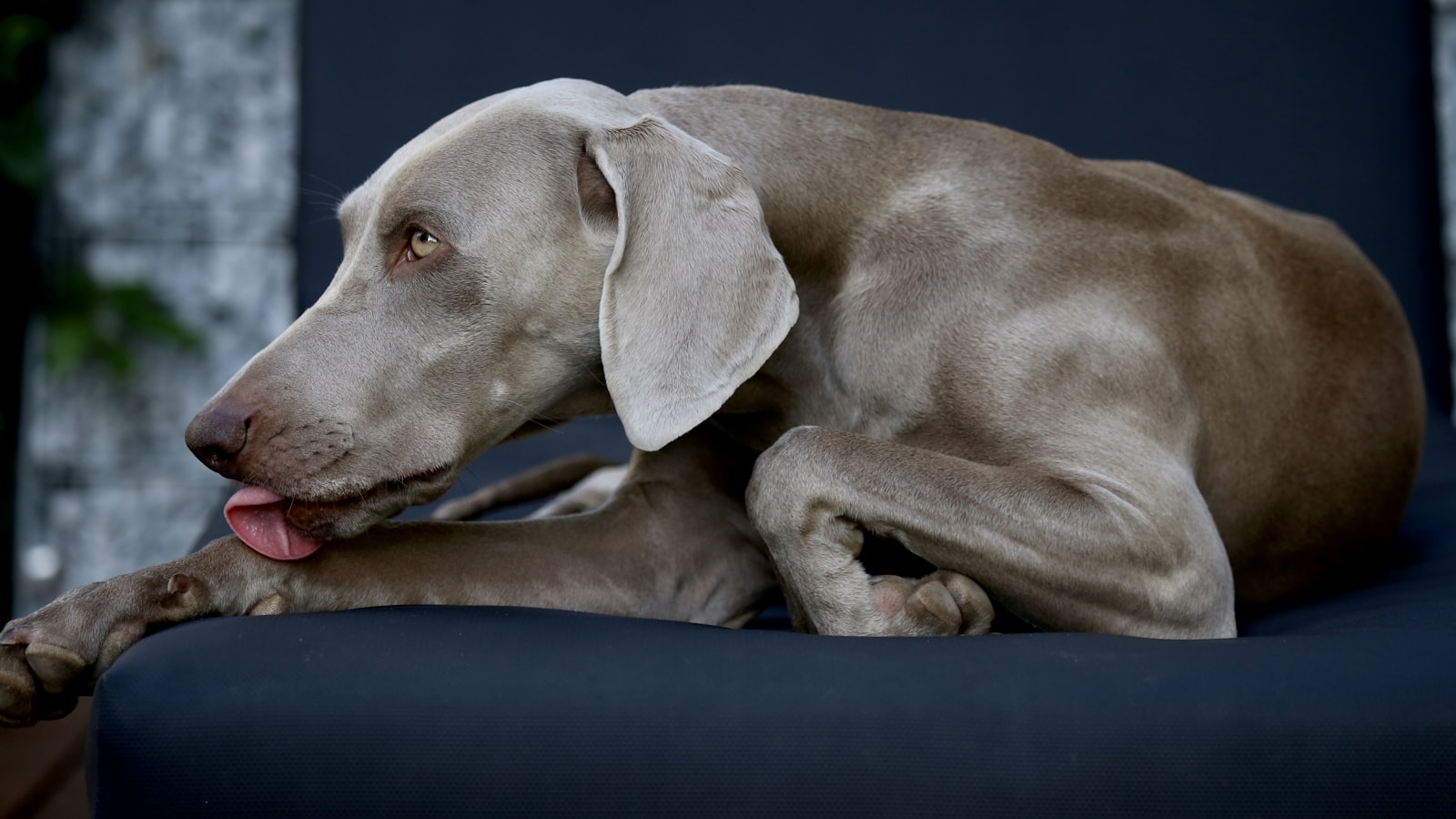 Canon EOS 6D + Canon EF 100-400mm F4.5-5.6L IS USM sample photo. Adult mouse gray weimaraner photography