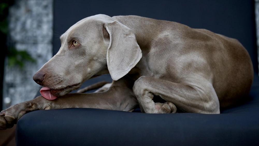 adult mouse gray Weimaraner on focus photography