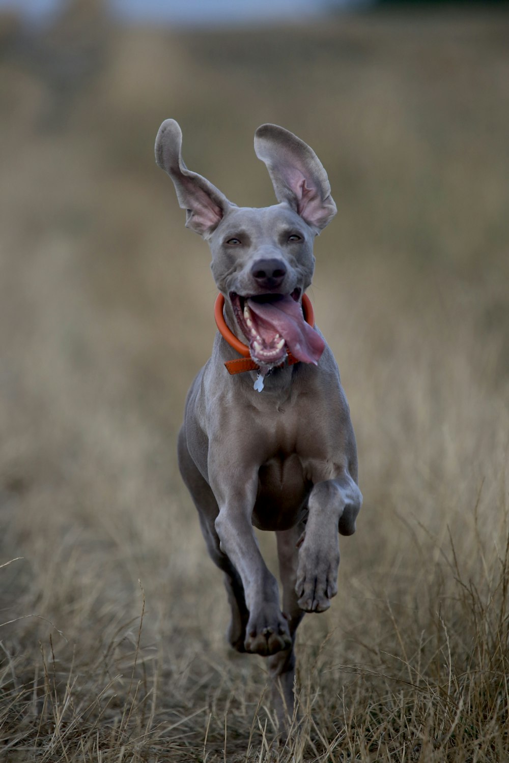 short-coated gray dog running on green grass field