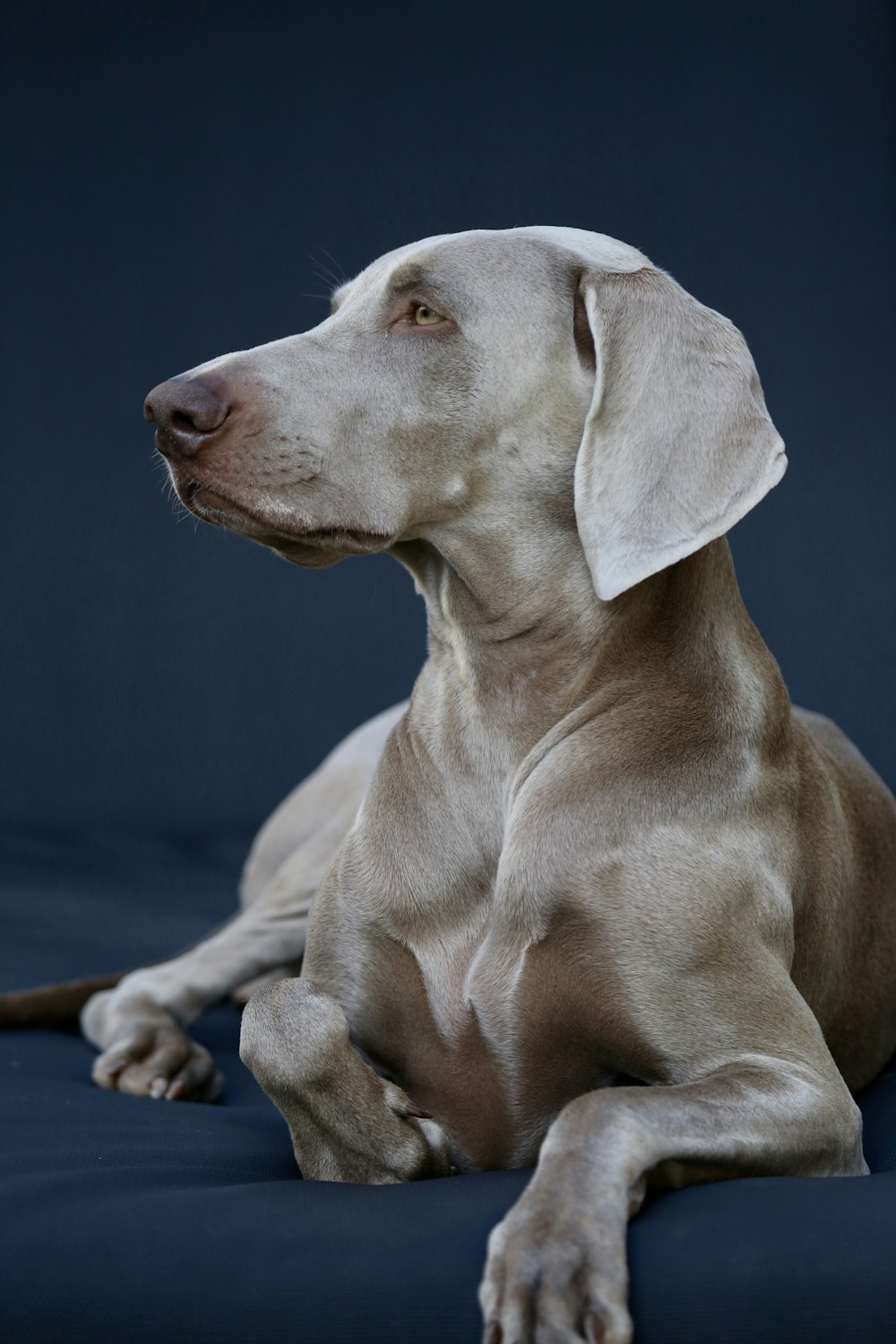 gray Great Dane looking side