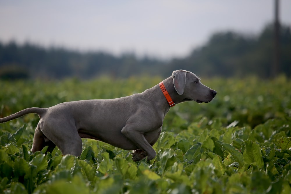 Weimaraner gris ratón adulto en campo de plantas