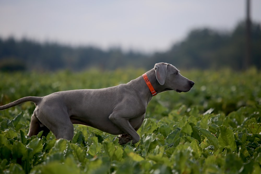 adult mouse gray Weimaraner on plant field