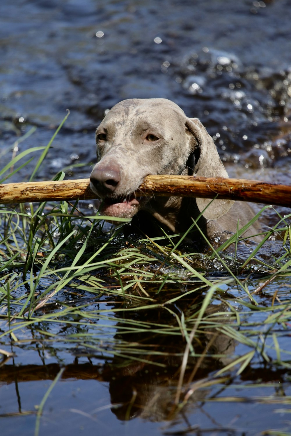 dog biting stick in body of water