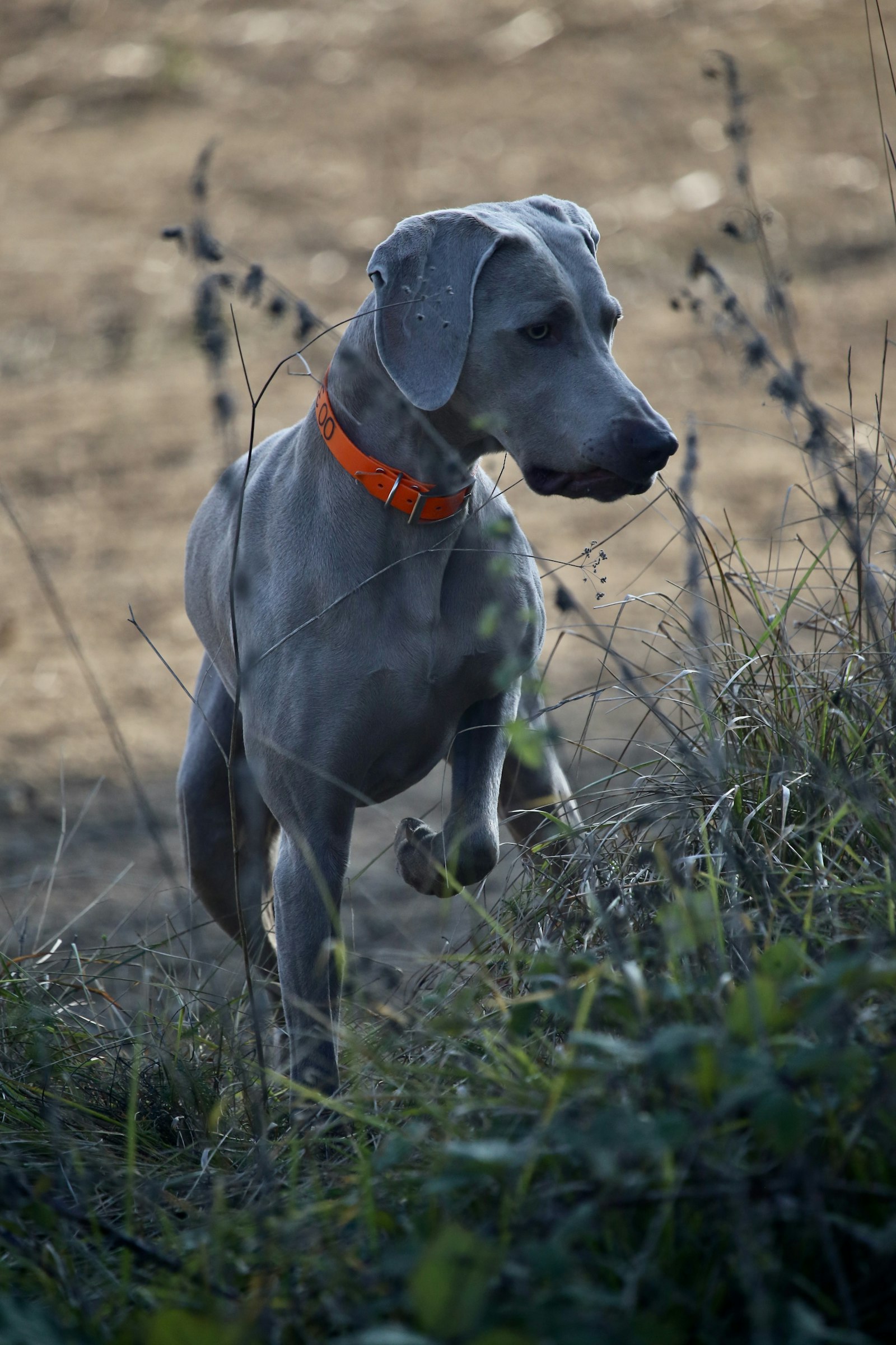 Canon EOS 6D + Canon EF 100-400mm F4.5-5.6L IS USM sample photo. Black dog running on photography