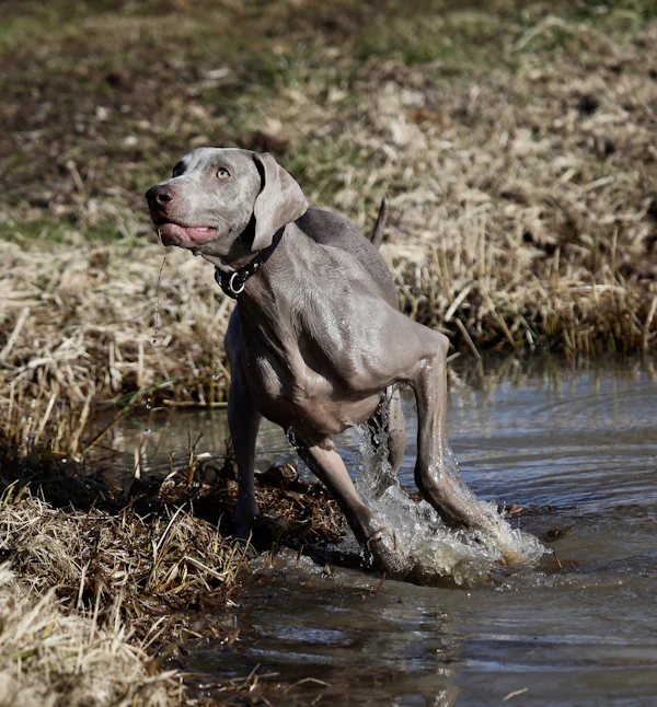 Chocolate Labrador Retriever running outdoors