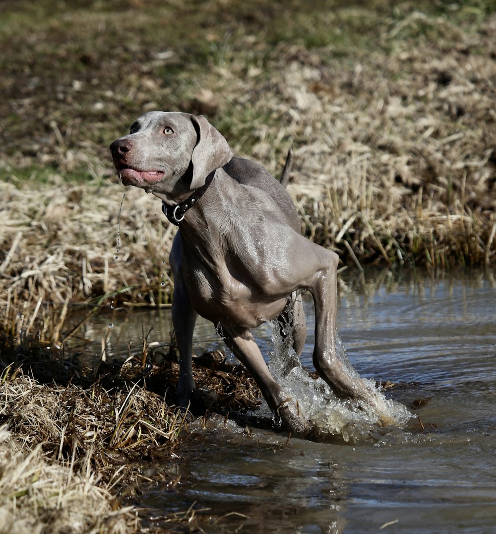 adult chocolate Labrador retriever running on pond during day