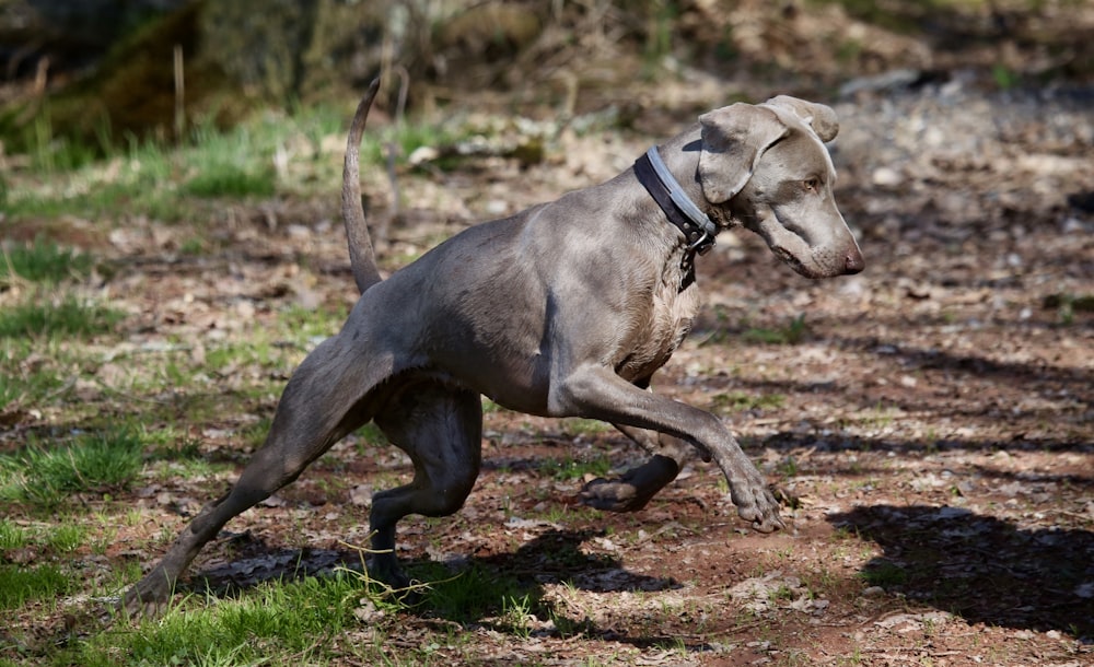 brown dog