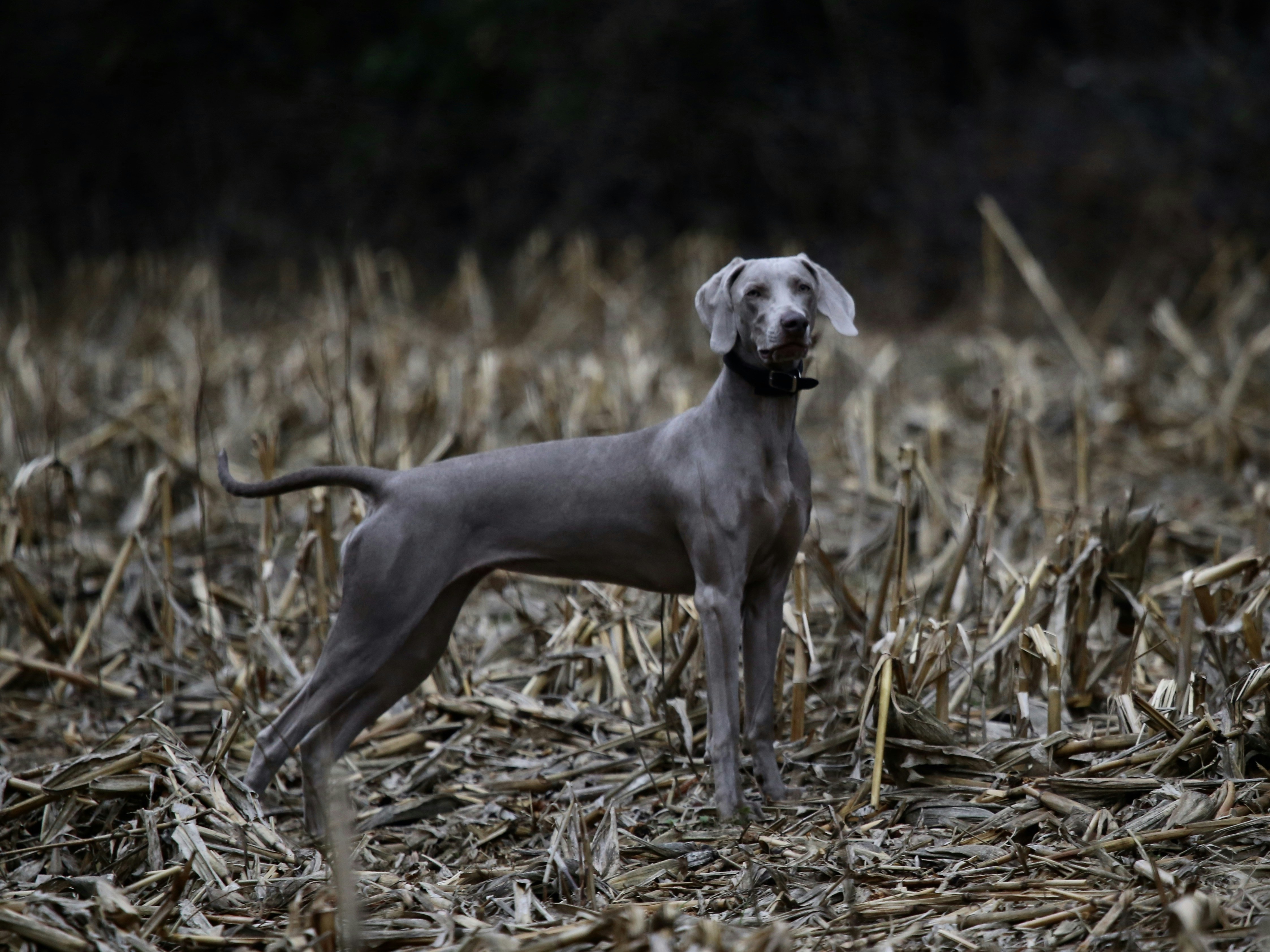乾いた野原に立つ短毛の黒い犬の写真 Unsplashで見つけるグレーの無料写真