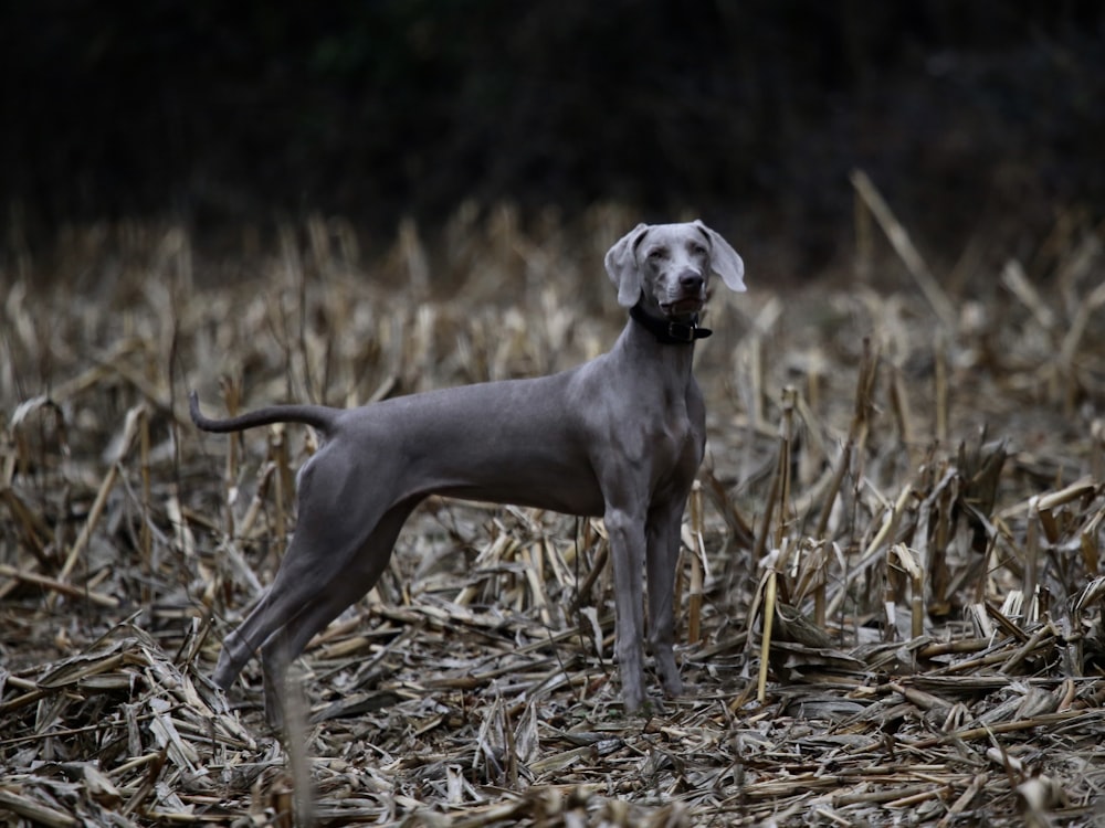 short-coated black dog standing on dry field
