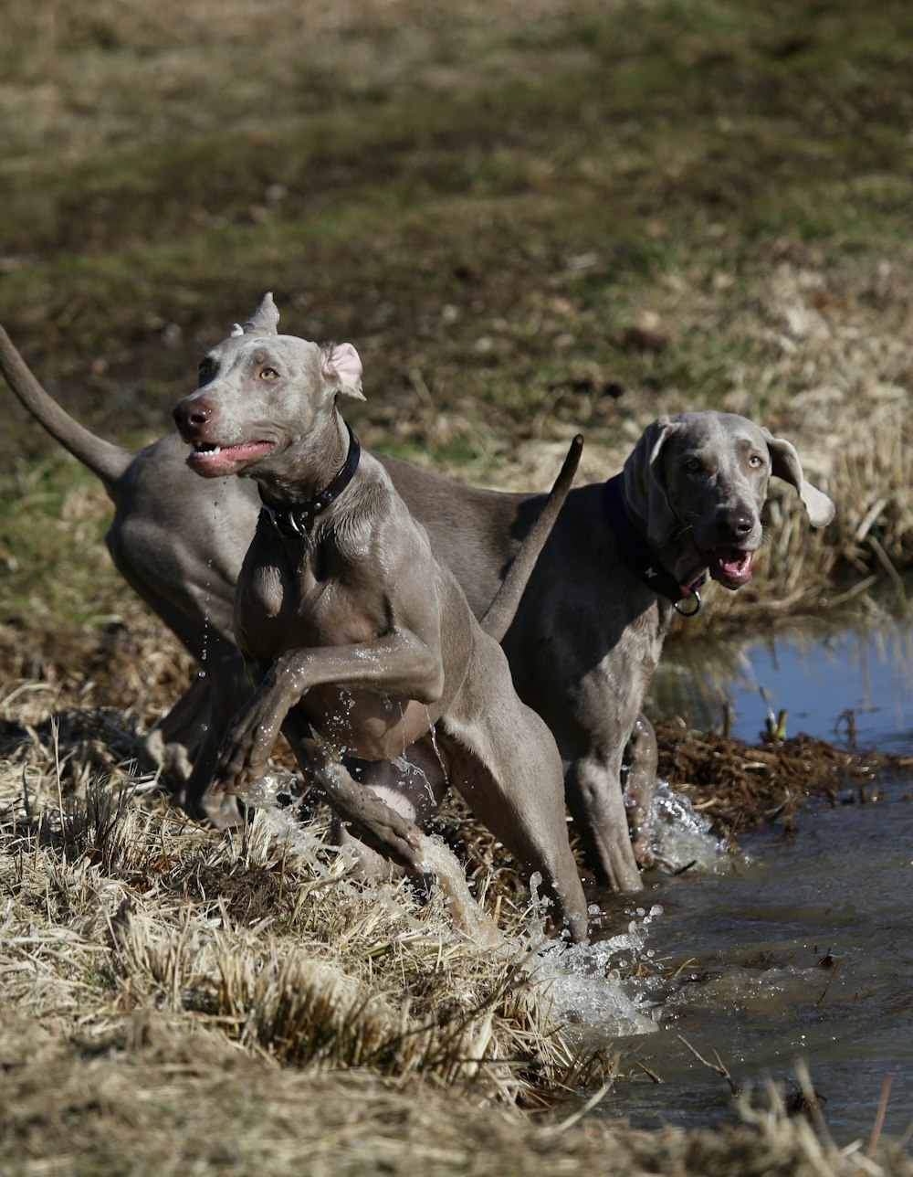 two gray dogs near body of water