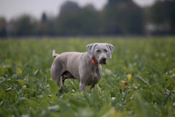 A Weimaraner dog with a short gray coat stands alert in a field of green vegetation. The dog wears a red collar and appears to be gazing toward the camera. The background is blurred, highlighting a natural outdoor setting.