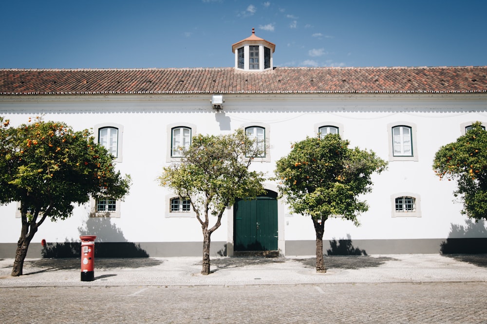 green-leafed tree beside white concrete building