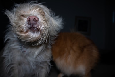 A light-colored, scruffy dog is shaking its wet fur, causing it to appear disheveled. The background is dark, highlighting the dog's textured fur.