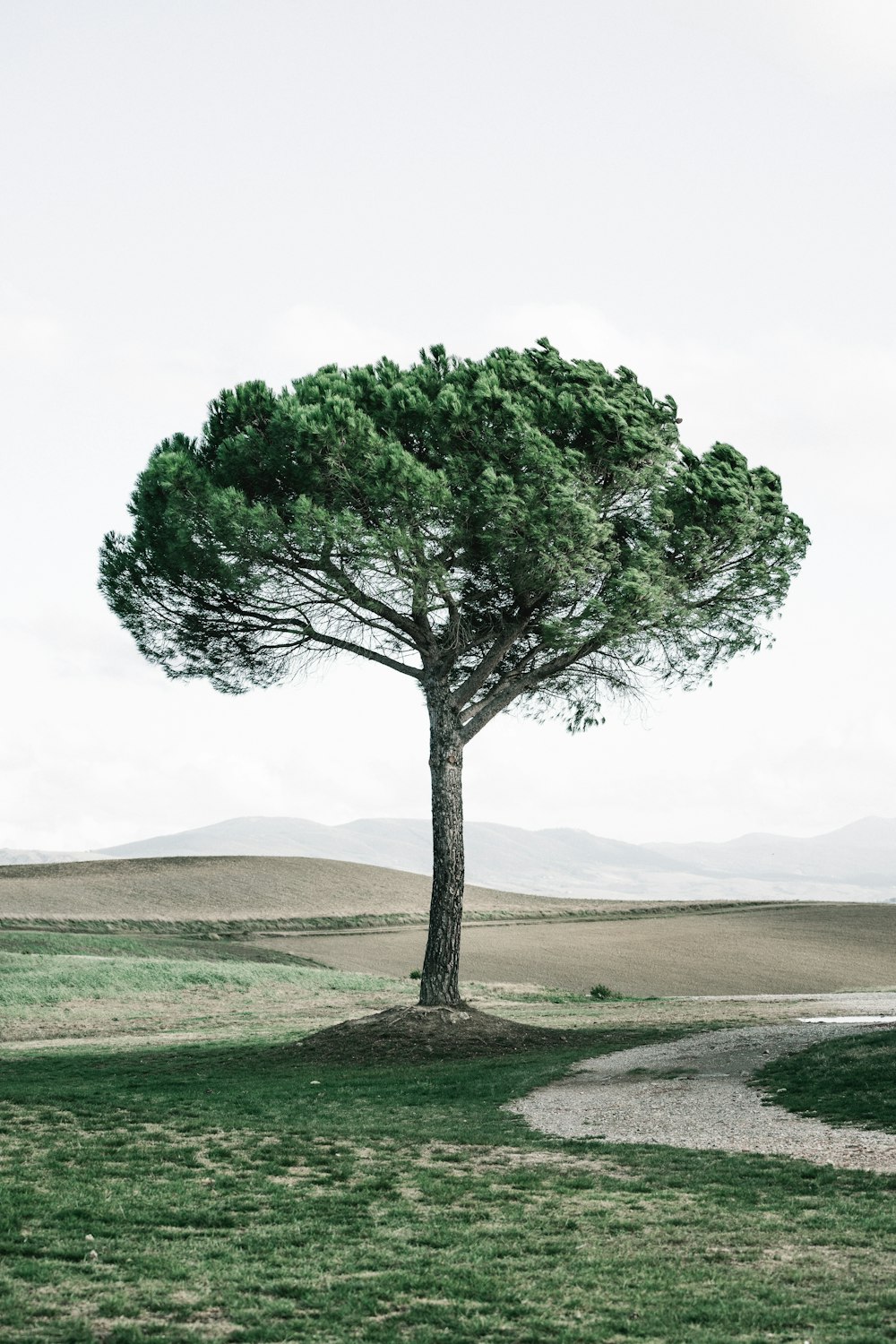 green-leafed tree