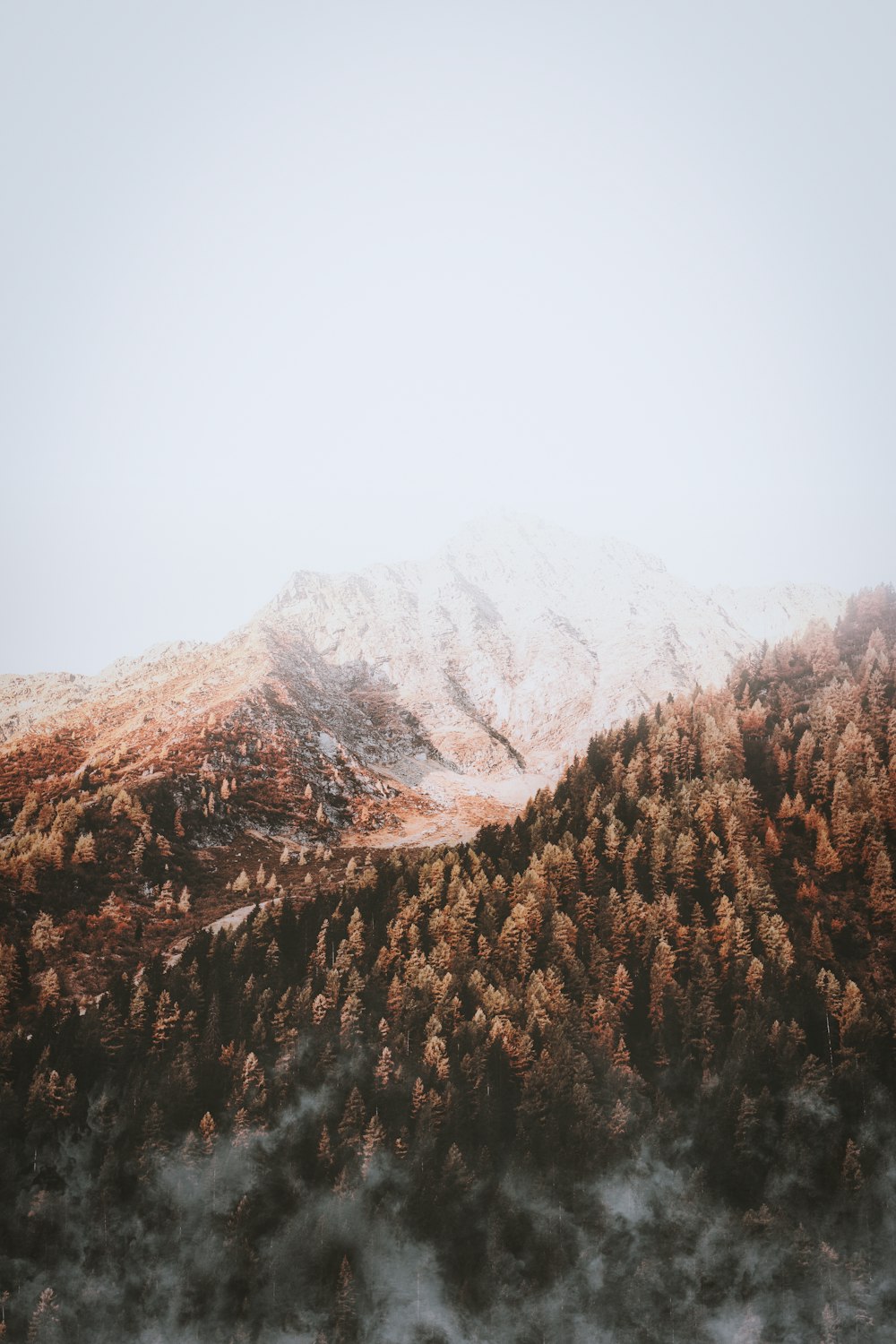 pine trees under foggy weather during daytime