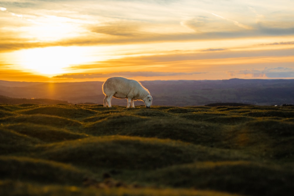 white sheep eating grass