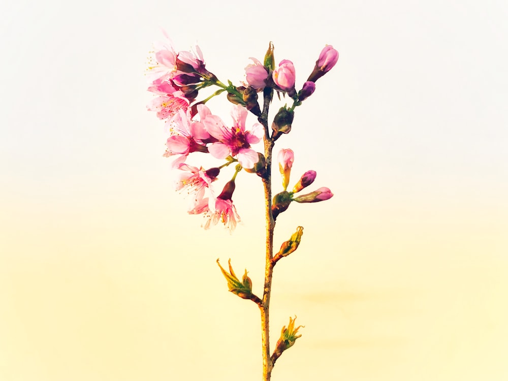 pink-petaled flowers in close-up photo