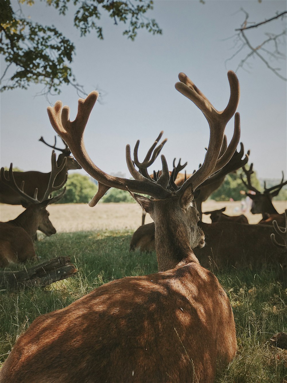 herd of deer under tree