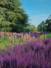 A vibrant garden with blooming flowers and trimmed bushes under a clear blue sky.