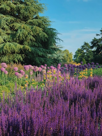 A vibrant garden with freshly planted flowers and a neatly trimmed lawn under a clear sky.