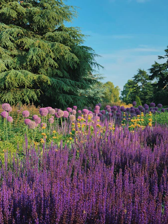 A vibrant garden with lush green grass and colorful flowering plants under a bright sky.