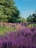 A vibrant garden with colorful flowers and neatly trimmed hedges under a clear blue sky.